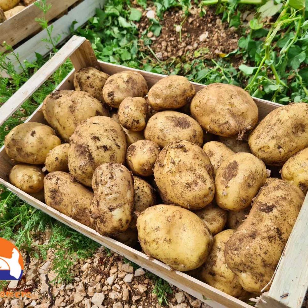 Table Potatoes Seed and table potatoes - Jaffa Komerc